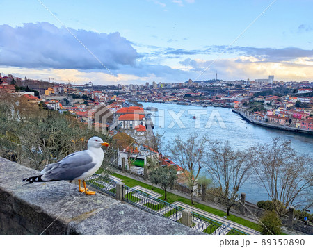 Seagull park Porto cityscape river Seagull park Porto cityscape river 89350890