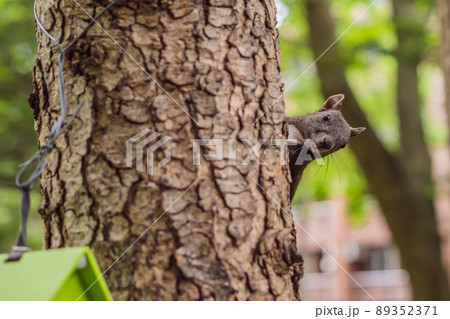 cute red squirrel sitting on tree trunk on blurred forest background 89352371