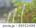 野原に咲く小さな青い花 89352498