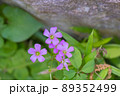 野原でひっそりと咲く赤紫の花 89352499