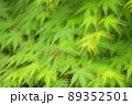葉の上で風が止むのを待つトンボ 89352501