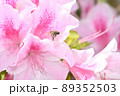 ツツジの蜜を集めに向かうミツバチ 89352503