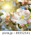 Flowers of an apple-tree against the blue sky and bright sun. 89352541