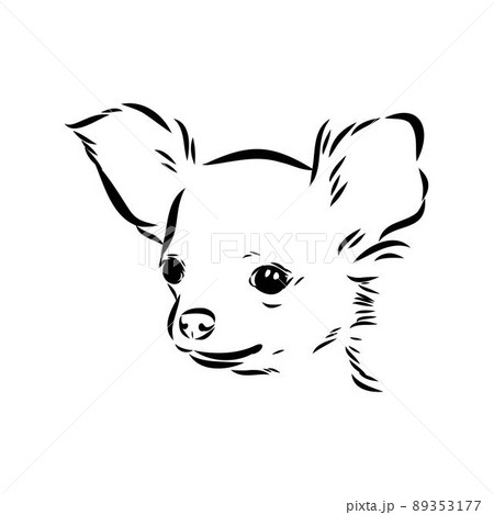Chihuahua dog - isolated vector illustration chihuahua vector Chihuahua dog - isolated vector illustration chihuahua vector 89353177
