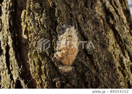 Macro Close up of Gypsy Moth Egg Sac Mass on Oak Tree Bark 89354152