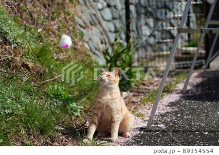 可愛い野良猫の茶トラのオスが桜の花びらにまみれて遊ぶ 可愛い野良猫の茶トラのオスが桜の花びらにまみれて遊ぶ 89354554