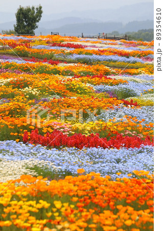くじゅう花公園　春彩の畑 89354610