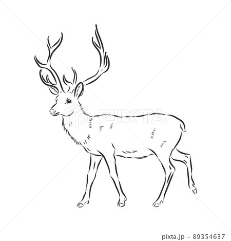 vector - Deer - hand draw , isolated on background 89354637