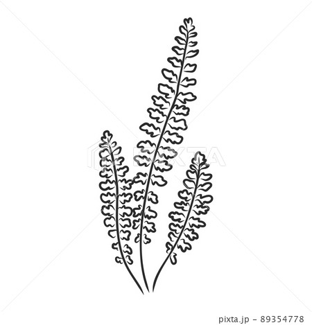 vector silhouette sheet fern on white background vector silhouette sheet fern on white background 89354778