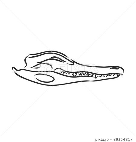 Dinosaur skeleton.Vector Image triceratops skeleton isolated on green background.Can be used as logo. For flat illustrations 89354817