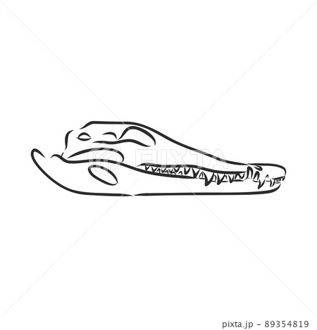 Dinosaur skeleton.Vector Image triceratops skeleton isolated on green background.Can be used as logo. For flat illustrations 89354819