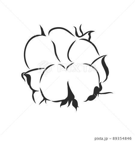 Hand drawn cotton plant in vintage style. Hand drawn cotton plant in vintage style. 89354846