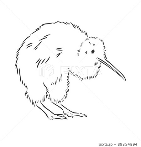 kiwi bird drawing