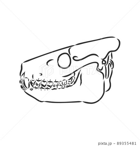 Dinosaur skeleton.Vector Image triceratops skeleton isolated on green background.Can be used as logo. For flat illustrations 89355481