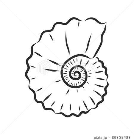 Hand drawn set of various seashell. clam shell, vector sketch Hand drawn set of various seashell. clam shell, vector sketch 89355483
