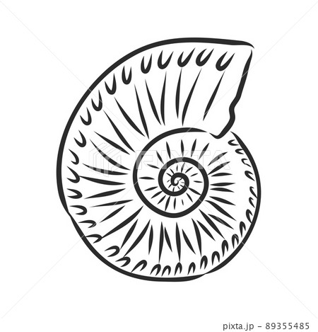Hand drawn set of various seashell. clam shell, vector sketch 89355485