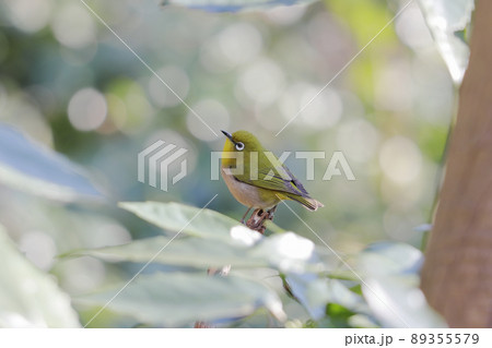木の葉の舞台でダンスしてるようなメジロさん 89355579