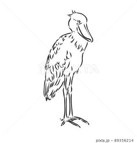 Hand drawn sketch style shoebill. Vector illustration isolated on white background. Hand drawn sketch style shoebill. Vector illustration isolated on white background. 89356214