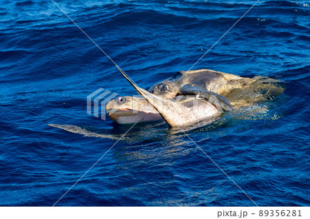 Olive ridley sea turtles or Lepidochelys olivacea performs mating ritual Olive ridley sea turtles or Lepidochelys olivacea performs mating ritual 89356281