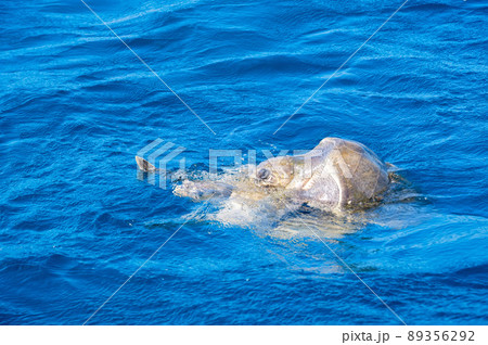 Olive ridley sea turtles or Lepidochelys olivacea performs mating ritual 89356292