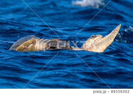 Olive ridley sea turtles or Lepidochelys olivacea performs mating ritual 89356302