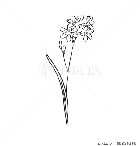 Ink, pencil, the leaves and flowers of apple isolated. Line art transparent background. Hand drawn nature painting. Freehand sketching illustration. Ink, pencil, the leaves and flowers of apple isolated. Line art transparent background. Hand drawn nature painting. Freehand sketching illustration. 89356369