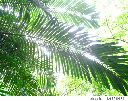 ジャングル 89356421