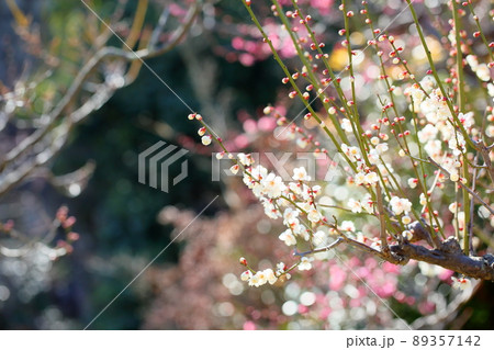 梅の花　白滝枝垂れ 89357142