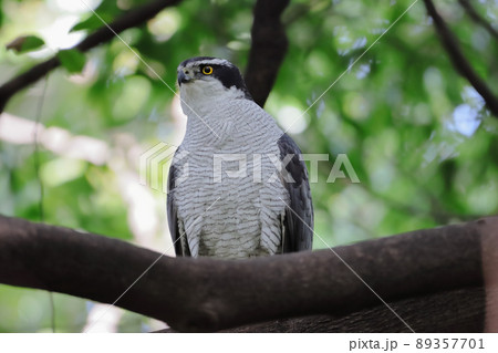 木に止まるオオタカさん 木に止まるオオタカさん 89357701