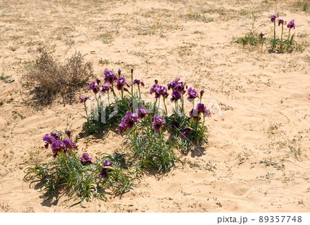 Negev iris or Iris Mariae Negev iris or Iris Mariae 89357748