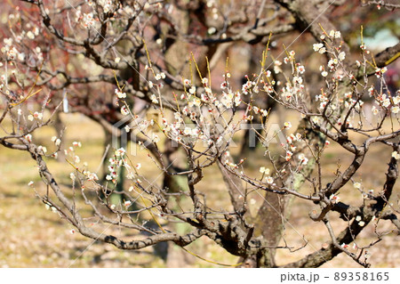梅の花　単弁跳枝 89358165