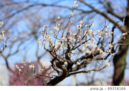 梅の花　単弁跳枝 89358166