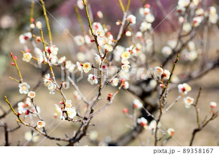 梅の花 単弁跳枝 梅の花 単弁跳枝 89358167