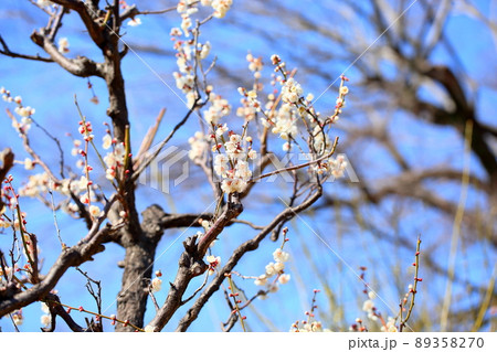 梅の花 単弁跳枝 梅の花 単弁跳枝 89358270
