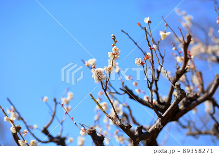 梅の花　単弁跳枝 89358271