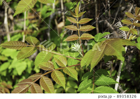 ヌルデの新芽 ヌルデの新芽 89358326