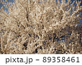 Fully flowering tree in the green field in spring and blue sky 89358461