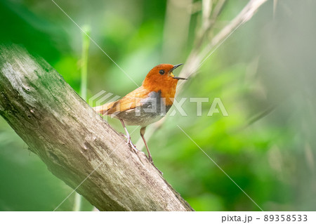 北海道の6月、コマドリの初夏。 北海道の6月、コマドリの初夏。 89358533