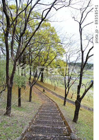 一堂ヶ丘公園の桜 89358541