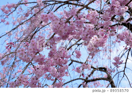 観音池公園の桜 観音池公園の桜 89358570