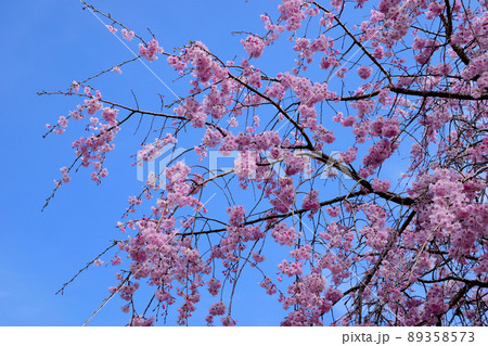 観音池公園の桜 観音池公園の桜 89358573