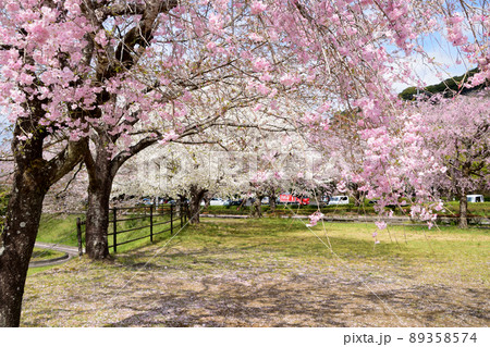 観音池公園の桜 観音池公園の桜 89358574