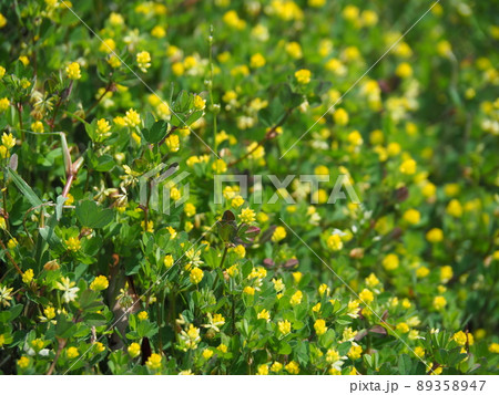 コメツブツメクサ コメツブツメクサ 89358947