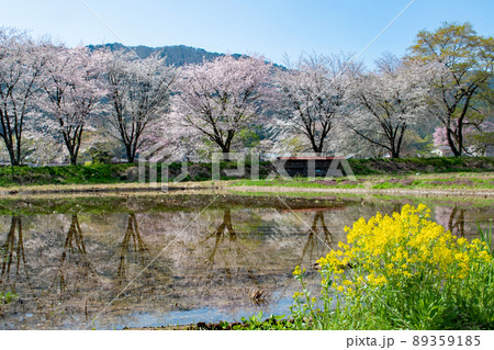 青空の下、田んぼの水面に映る桜並木 青空の下、田んぼの水面に映る桜並木 89359185