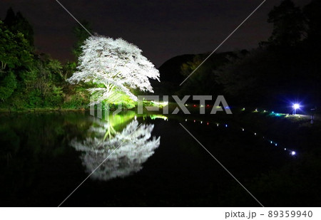 河内ジラカンス桜 河内ジラカンス桜 89359940