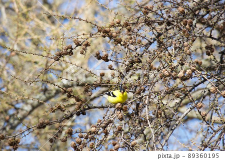 オウゴンヒワ　American Goldfinch 89360195