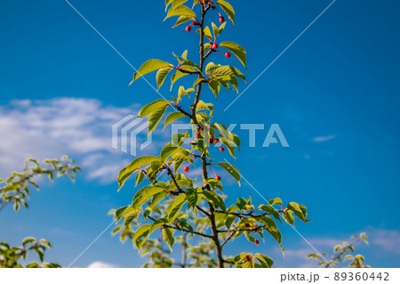 サクランボの実をつけた桜の枝 89360442