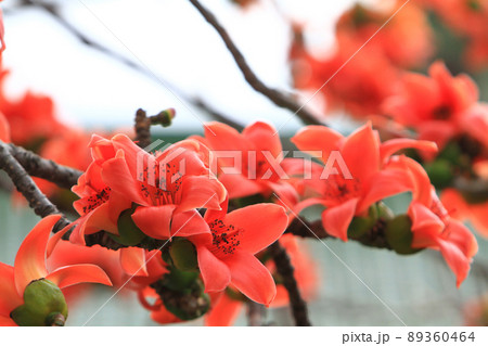 Bombax Ceiba, it is a popular ornamental tree found in East Bombax Ceiba, it is a popular ornamental tree found in East 89360464