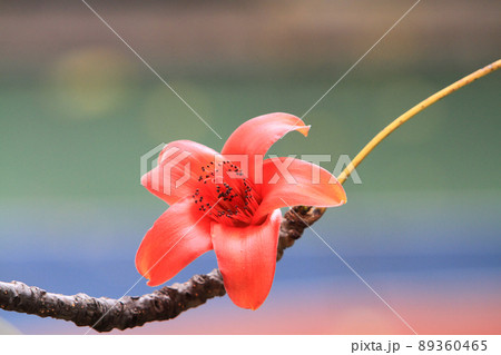 Bombax Ceiba,  it is a popular ornamental tree found in East 89360465