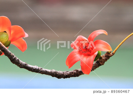 Bombax Ceiba,  it is a popular ornamental tree found in East 89360467